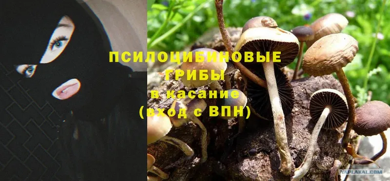 Галлюциногенные грибы Psilocybe  Сертолово 